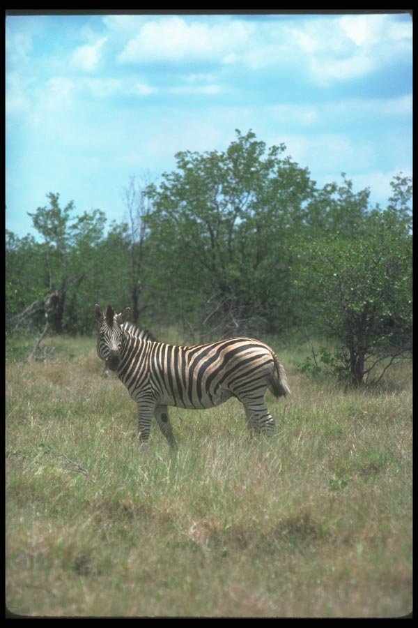 130045 Burchell's Zebra A4 Photo Print