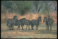 130046 Burchell's Zebra Small Herd A4 Photo Print