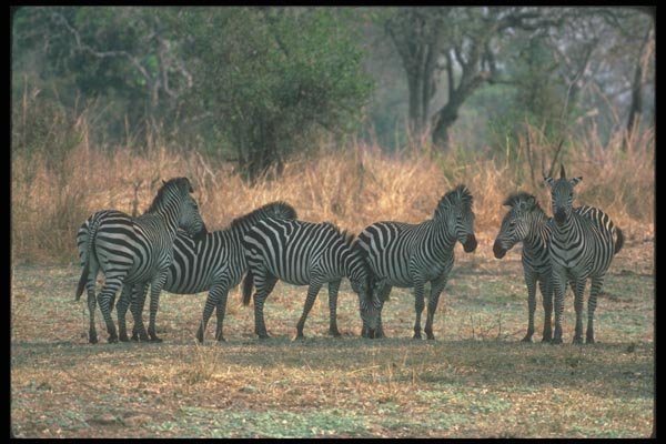 130046 Burchell's Zebra Small Herd A4 Photo Print