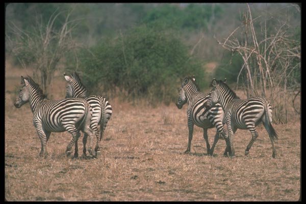 130047 Burchell's Zebra Small Herd Running A4 Photo Print