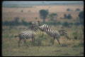 130048 Grant's Zebra Fighting A4 Photo Print