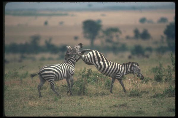130048 Grant's Zebra Fighting A4 Photo Print