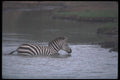 130049 Grant's Zebra Crossing A4 Photo Print