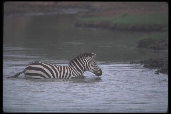 130049 Grant's Zebra Crossing A4 Photo Print