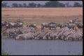 130050 Grant's Zebra Drinking A4 Photo Print