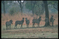 130051 Burchell's Zebra Small Herd A4 Photo Print