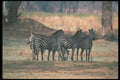 130052 Burchell's Zebra Small Herd A4 Photo Print