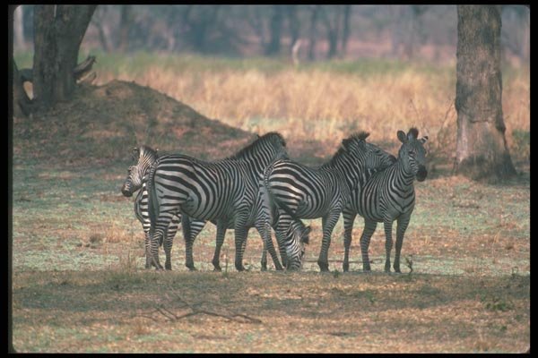 130052 Burchell's Zebra Small Herd A4 Photo Print