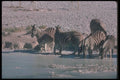 130053 Burchell's Zebra A4 Photo Print