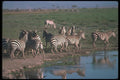 130054 Burchell's Grant's Zebra Herd Stamping Away From Water A4 Photo Print