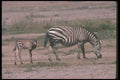 130055 Burchell's Grant's Zebras Mare With Small Foal A4 Photo Print