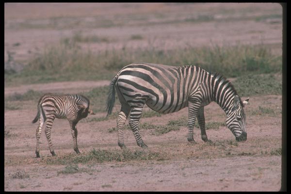 130055 Burchell's Grant's Zebras Mare With Small Foal A4 Photo Print