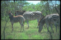 130056 Burchell's Zebra Small Herd A4 Photo Print