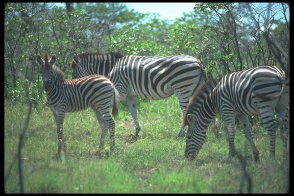 130056 Burchell's Zebra Small Herd A4 Photo Print