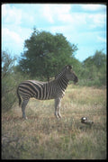 130057 Burchell's Zebra A4 Photo Print