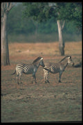 130058 Burchell's Zebra A4 Photo Print