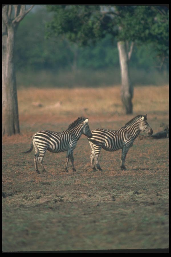 130058 Burchell's Zebra A4 Photo Print