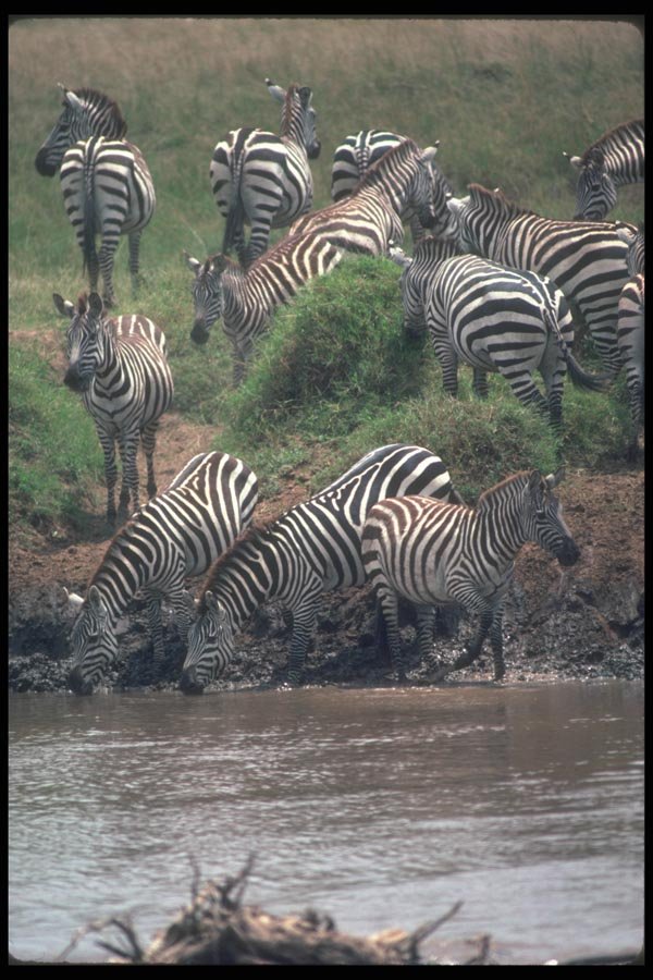 130059 Grant's Zebra Drinking A4 Photo Print