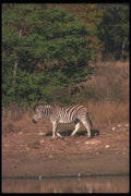 130060 Zebra At Water Hole A4 Photo Print