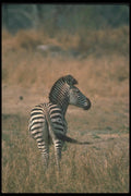 130061 Burchell's Zebra A4 Photo Print
