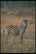 130062 Burchell's Zebra With Tickbird A4 Photo Print