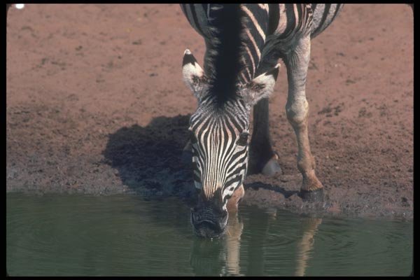 130063 Chapman's Zebra Eye Contact A4 Photo Print