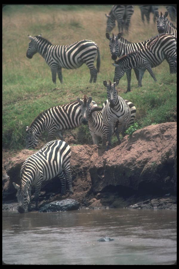 130064 Grant's Zebra Drinking A4 Photo Print