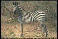 130065 Burchell's Zebra A4 Photo Print