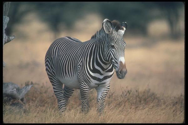 130066 Grevy's Zebra A4 Photo Print