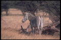 130067 Grevy's Zebra A4 Photo Print