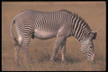 130068 Grevy's Zebra A4 Photo Print