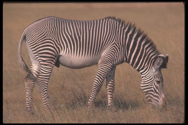 130068 Grevy's Zebra A4 Photo Print