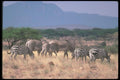 130069 Grevy's Zebra Mixed With Smaller Burchell's Grant's Zebra A4 Photo Print