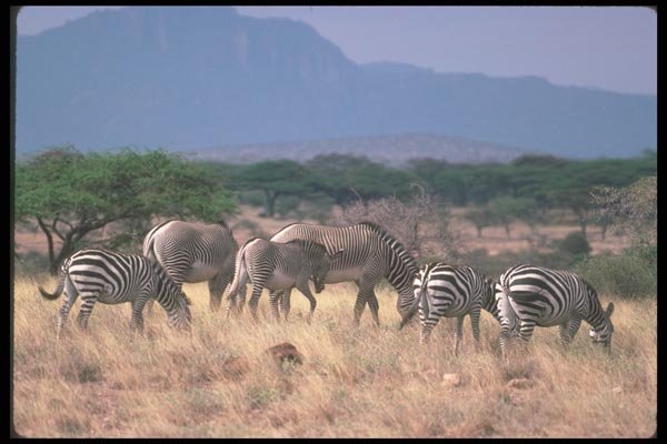 130069 Grevy's Zebra Mixed With Smaller Burchell's Grant's Zebra A4 Photo Print