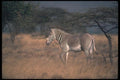 130070 Grevy'a Zebra A4 Photo Print