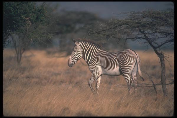130070 Grevy'a Zebra A4 Photo Print