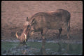 130071 Warthog Big Boar A4 Photo Print