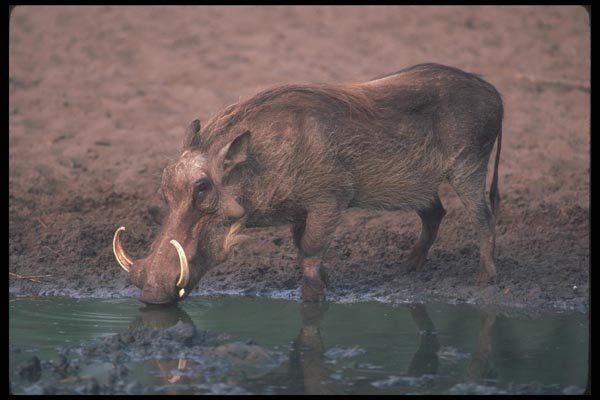 130071 Warthog Big Boar A4 Photo Print