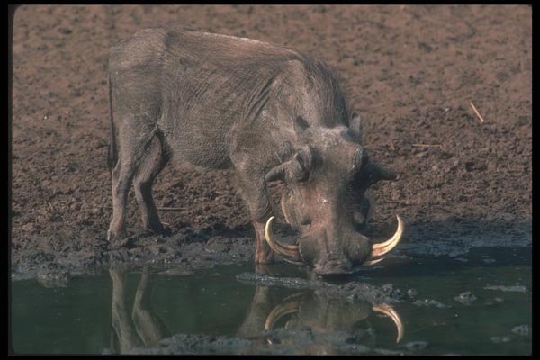130072 Warthog Big Boar A4 Photo Print