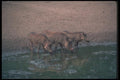 130073 Warthogs A4 Photo Print