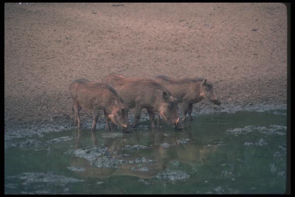 130073 Warthogs A4 Photo Print