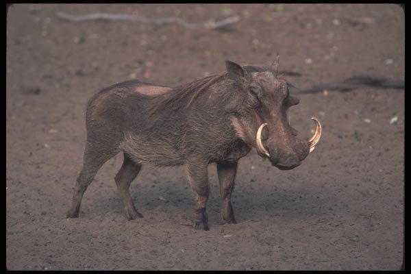 130074 Warthog Big Boar A4 Photo Print