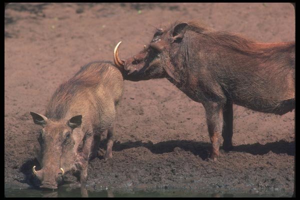 130075 Warthogs Boar (right) And Sow (left) A4 Photo Print