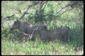130076 Warthog Female With Shoats A4 Photo Print