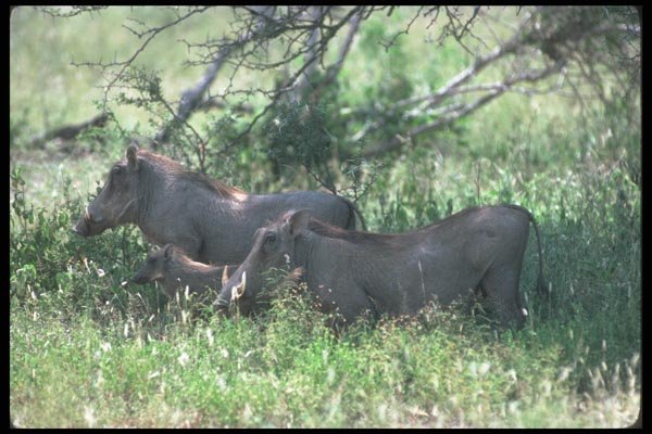 130076 Warthog Female With Shoats A4 Photo Print