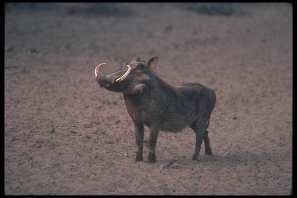 130077 Warthog Big Boar A4 Photo Print