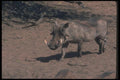 130078 Warthog Big Boar A4 Photo Print