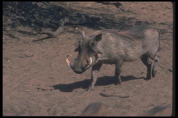 130078 Warthog Big Boar A4 Photo Print