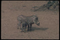 130079 Warthogs A4 Photo Print