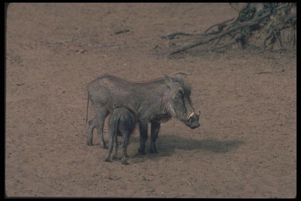 130079 Warthogs A4 Photo Print
